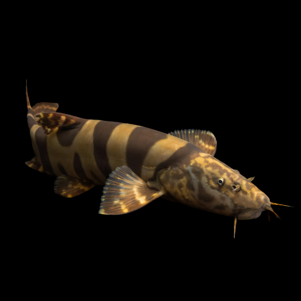 Imperial Flower Royal Clown Loach Leptobotia Elongata 10cm - Real Aquatics