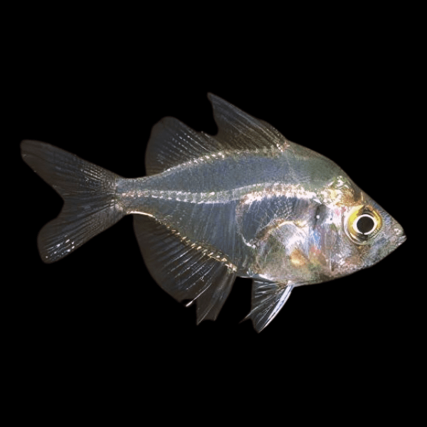 Indian Glass Fish Parambassis Ranga 3cm - Real Aquatics