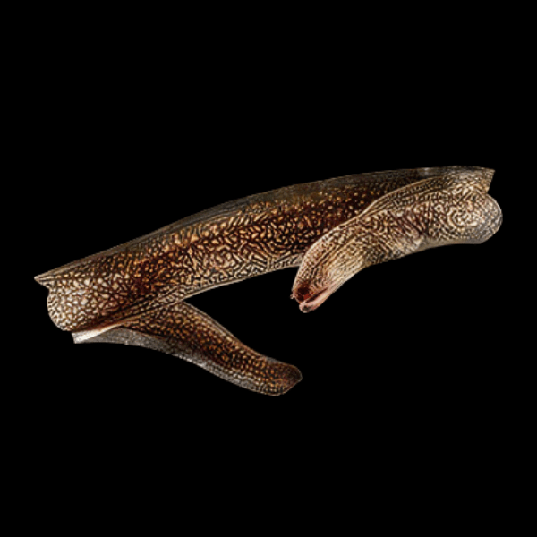 Indian Mud Moray Eel Gymnothorax Tile 20cm - Real Aquatics
