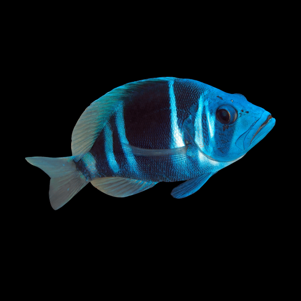 Indigo Hamlet Hypoplectrus Indigo - Real Aquatics