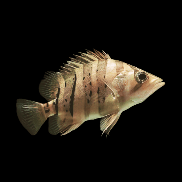 Indonesian Datnoid Tiger Fish Datnioides Microlepis - Real Aquatics