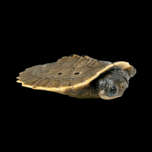 Indonesian Snapping Turtle Elseya Branderhorsti Juvenile 10cm - Real Aquatics