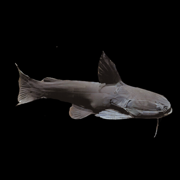 Iron Head Black Driftwood Catfish Trachycorystes Trachycorystes 12cm - Real Aquatics