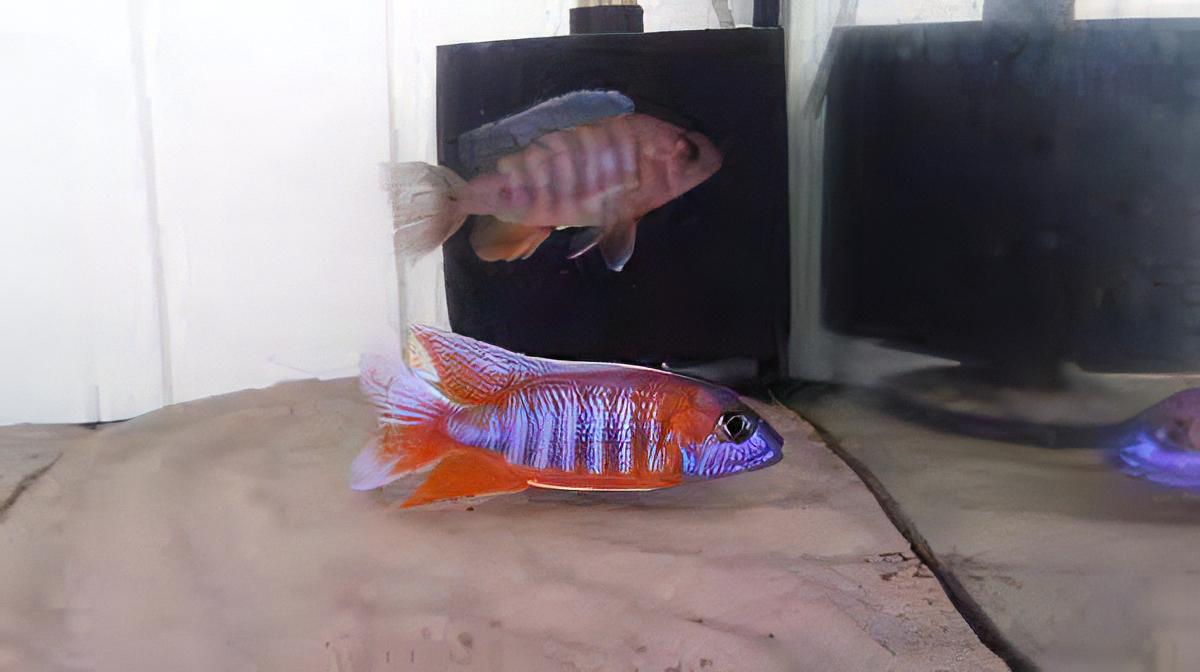 Aulonocara Jacobfreibergi Peacock Malawi African Cichlid