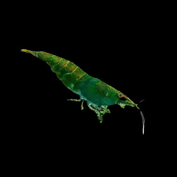 Jade Green Shrimp Neocaridina 2cm - Real Aquatics