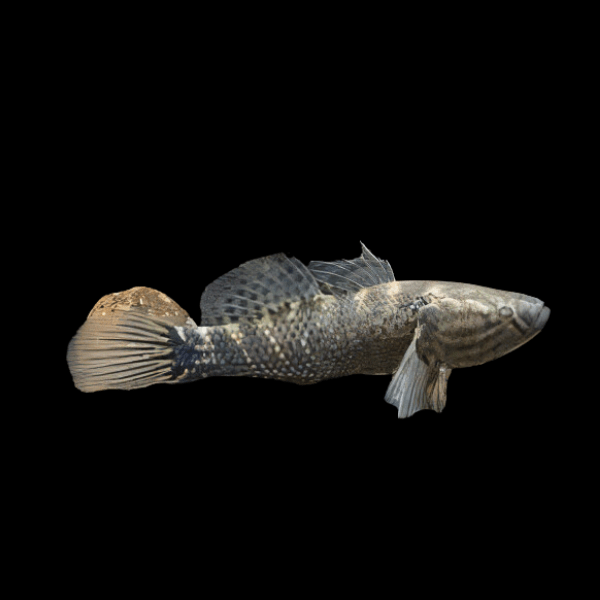 Jade Sleeper Goby Dormitator Maculatus 10cm - Real Aquatics