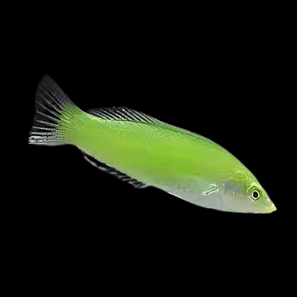 Jade Wrasse Halichoeres Chloropteru - Real Aquatics