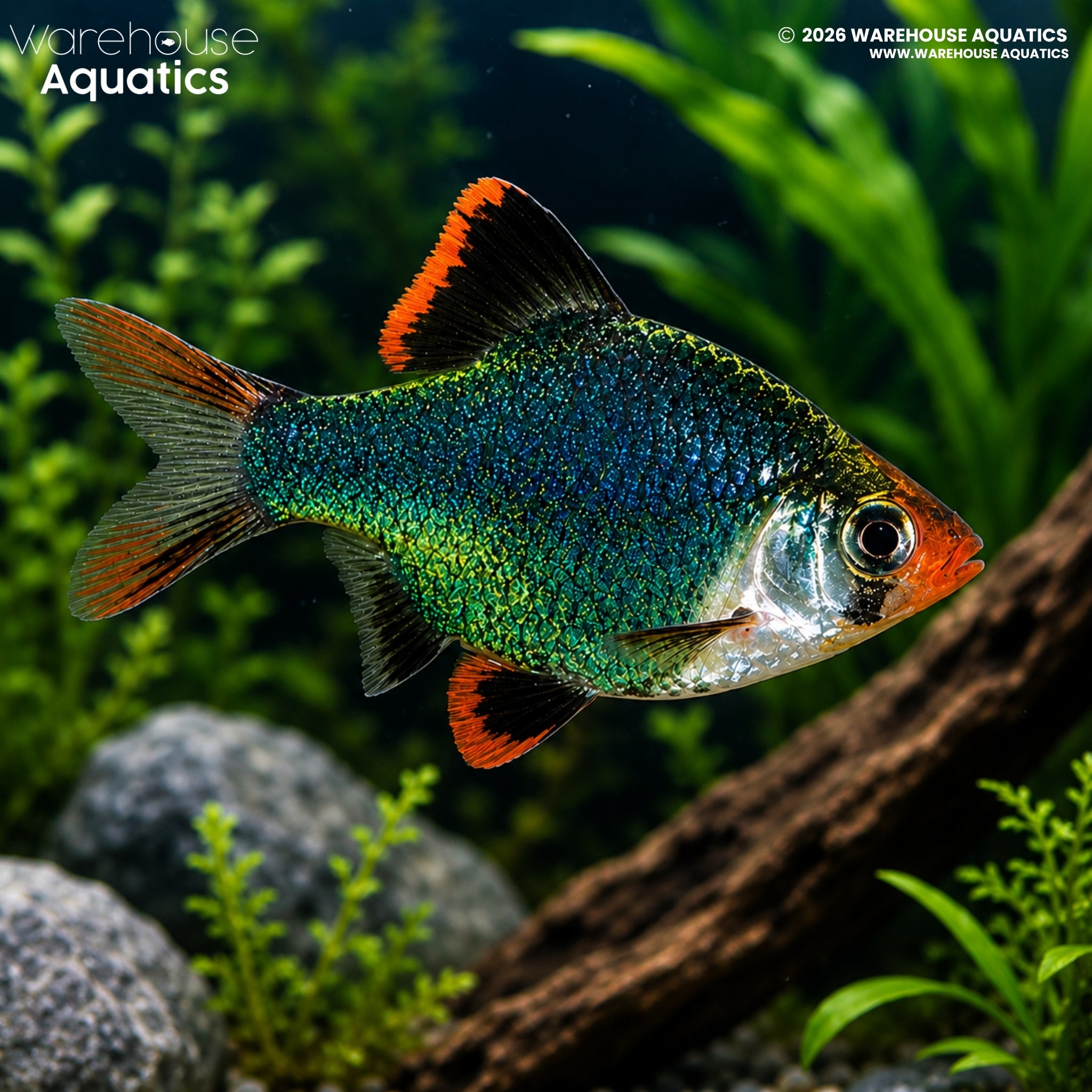 Jade Green Tiger Barb (Puntigrus tetrazona)