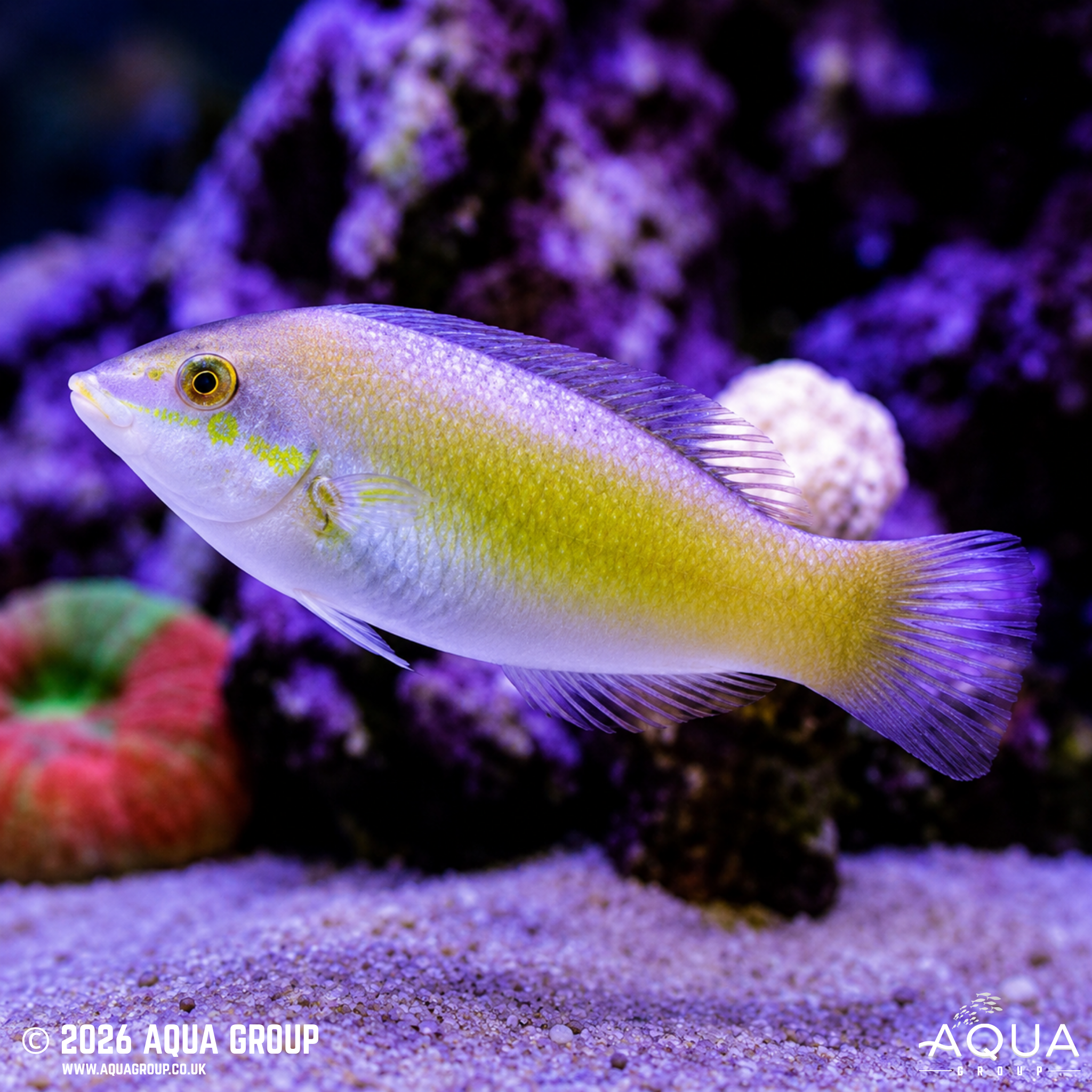 Jade Wrasse (Halichoeres chloropterus)