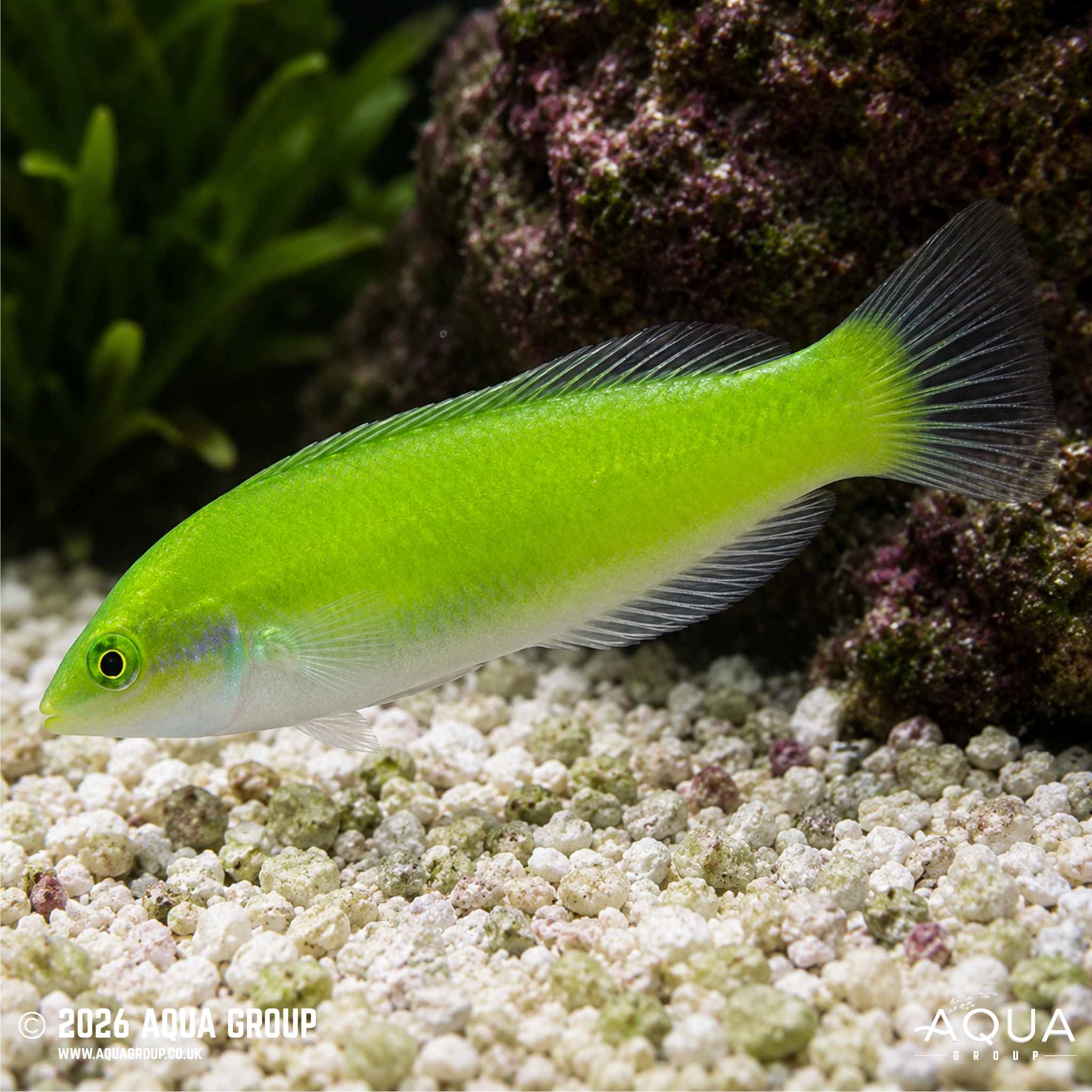 Jade Wrasse (Halichoeres chloropterus)