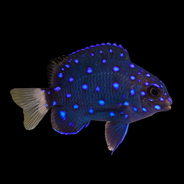 Jewel Damsel Microspathodon Chrysurus - Real Aquatics