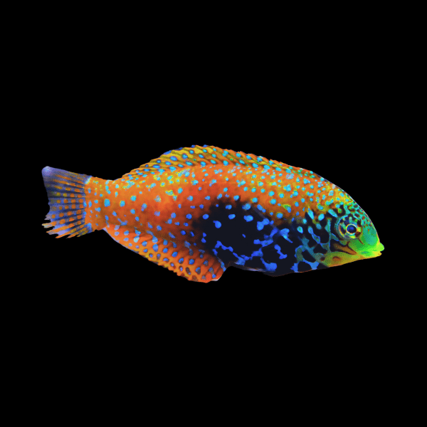 Jewel Peacock Wrasse Macropharyngodon Bipartitus - Real Aquatics