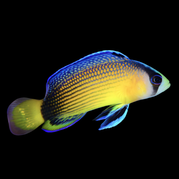 Jewel Pygmy Basslet Manonichthys Splendens - Real Aquatics