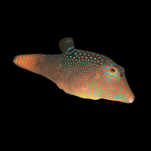 Jewel Solandri Pufferfish Canthigaster Solandri - Real Aquatics