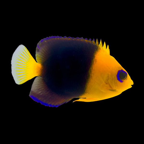 Joculata Dwarf Angelfish Centropyge Joculata - Real Aquatics