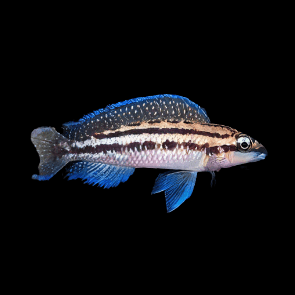 Julidochromis Dickfeldi Malawi African Cichlid 4cm - Real Aquatics