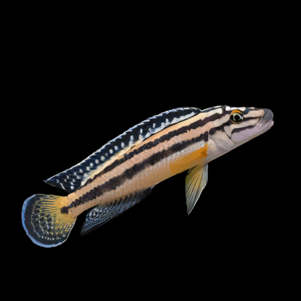 Julidochromis Marksmithi Kipilli Tanganyikan African Cichlids 4cm - Real Aquatics