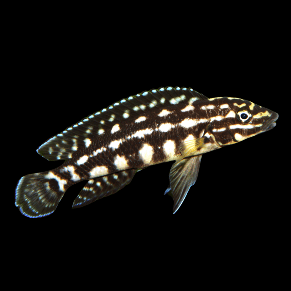 Julidochromis Marleri Tanganyikan African Cichlids 4cm - Real Aquatics