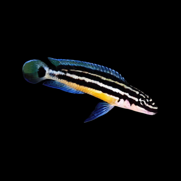 Julidochromis Ornatus Blue Fin Malawi African Cichlid 4cm - Real Aquatics