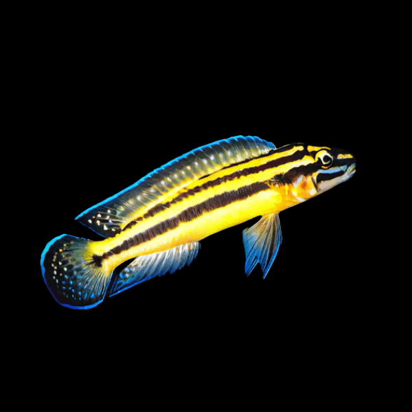 Julidochromis Regani Kipilli Yellow Malawi African Cichlid 4cm - Real Aquatics