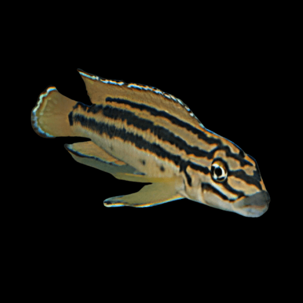 Julidochromis Regani Zambia Tanganyikan African Cichlids 4cm - Real Aquatics