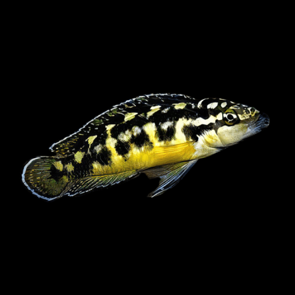 Julidochromis Transcriptus Tanganyikan African Cichlid 4cm - Real Aquatics
