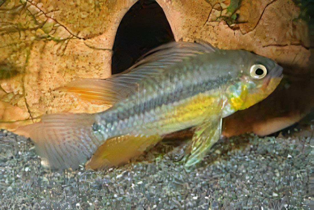 Apistogramma Jurensis 3cm