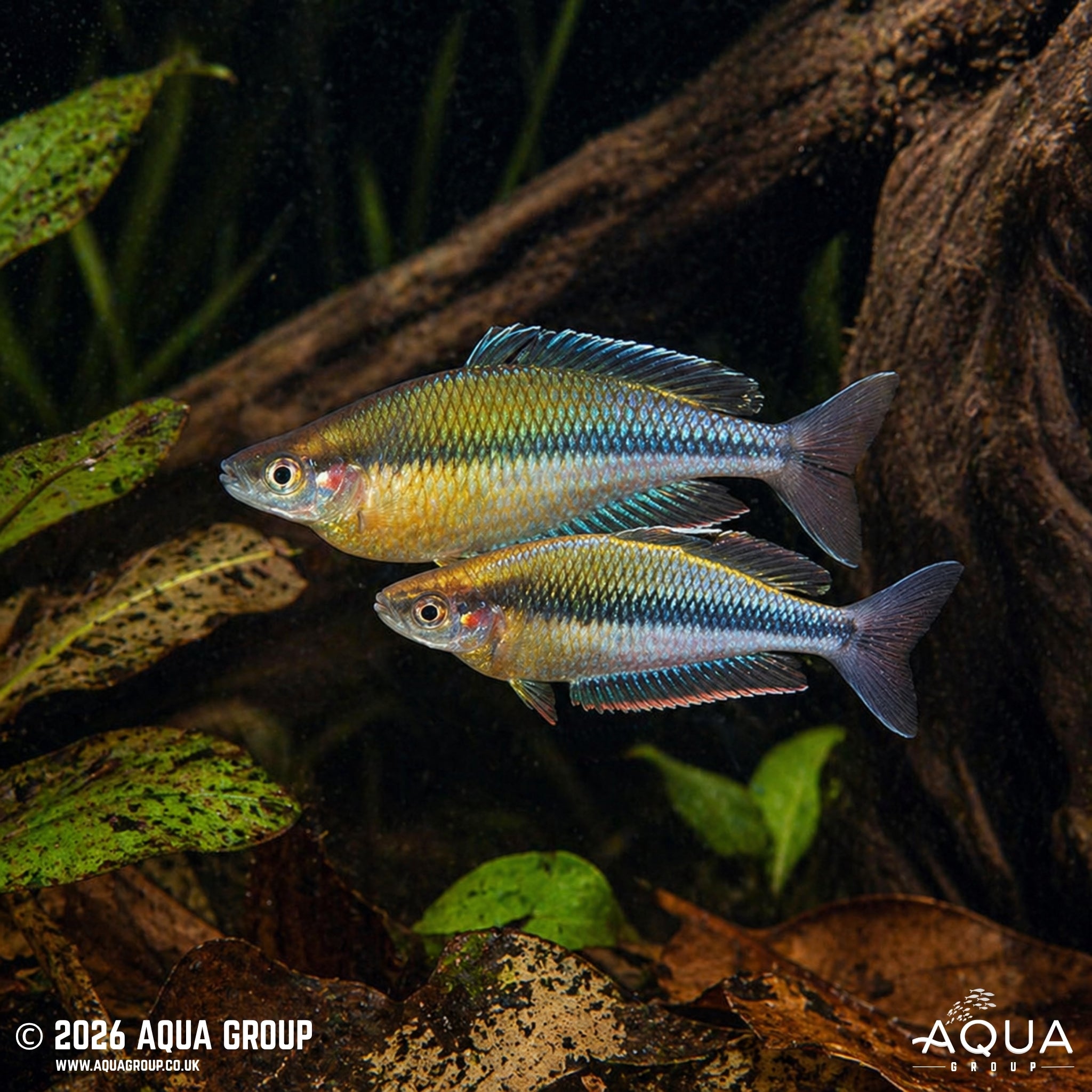 Kali Jakora Rainbowfish (Melanotaenia jakora)