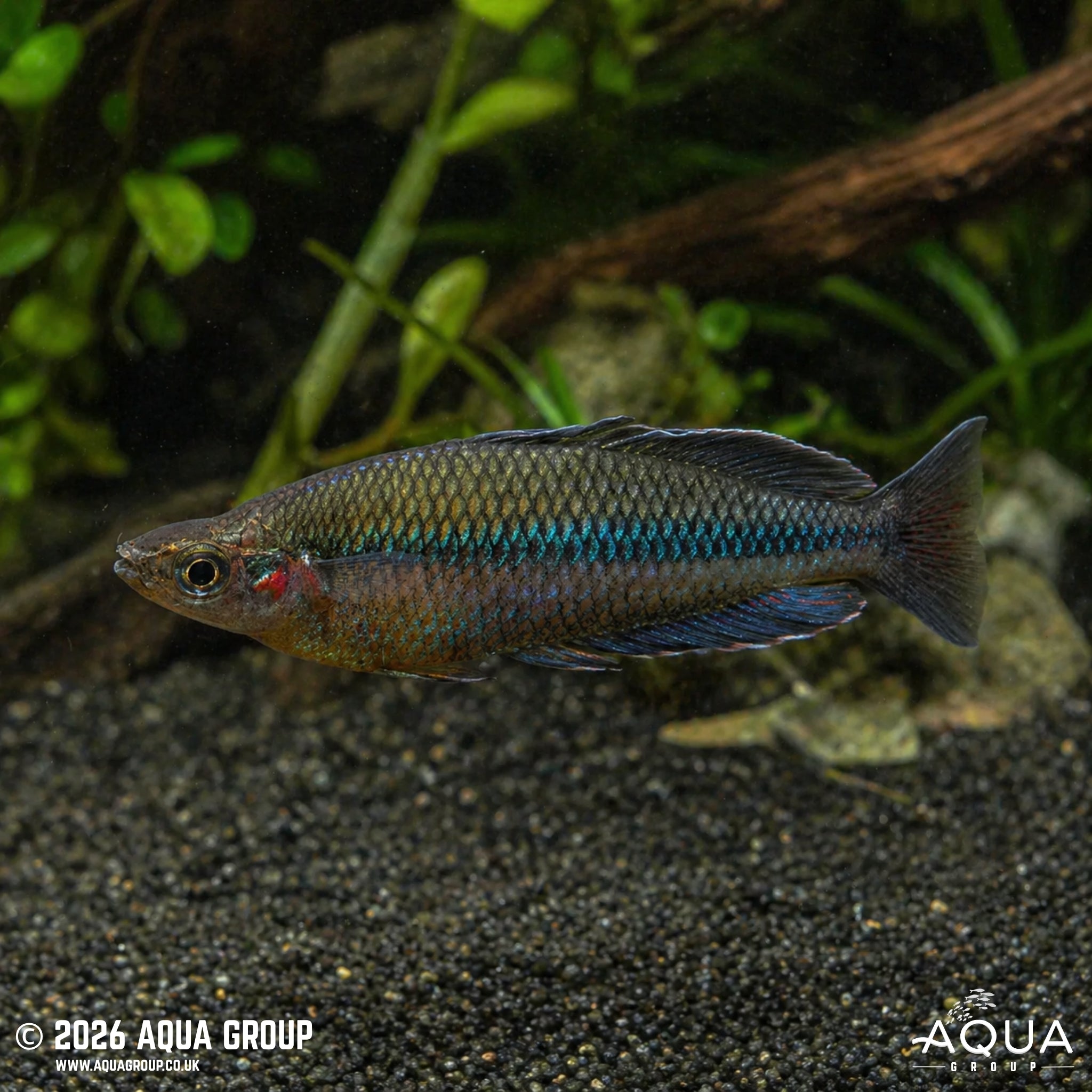 Kali Jakora Rainbowfish