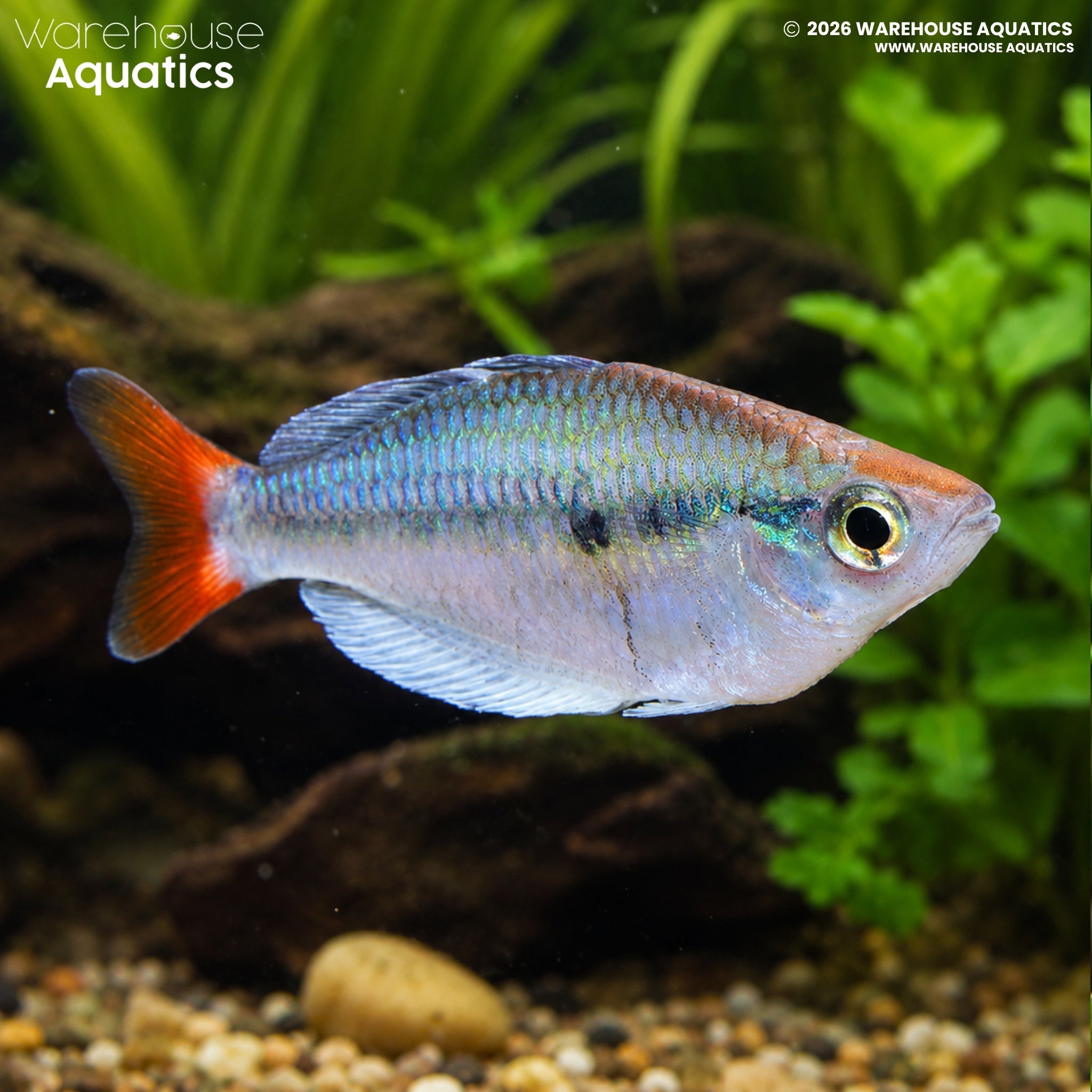 Kali Tawa Rainbowfish (Melanotaenia sp.)