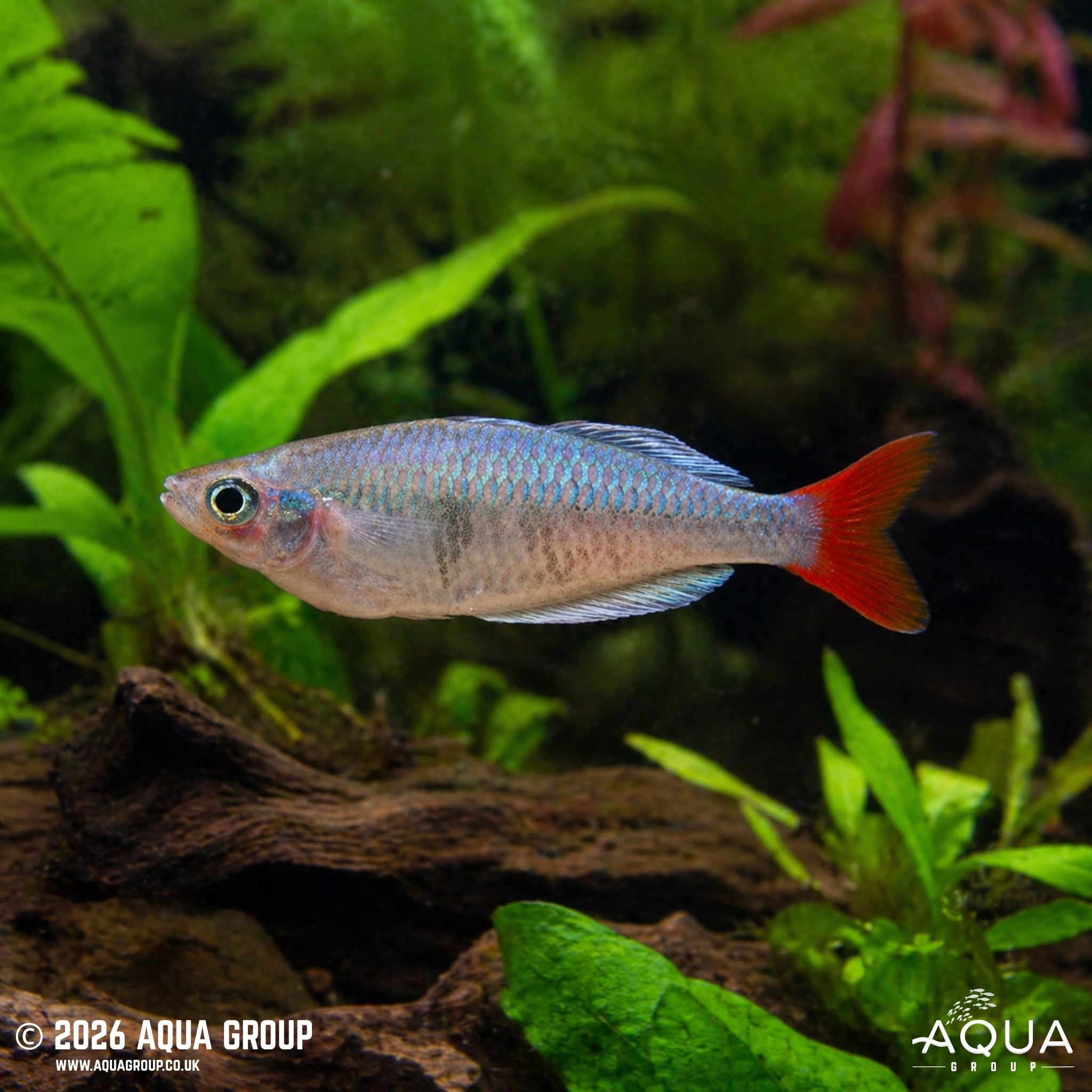 Kali Tawa Rainbowfish (Melanotaenia sp.)