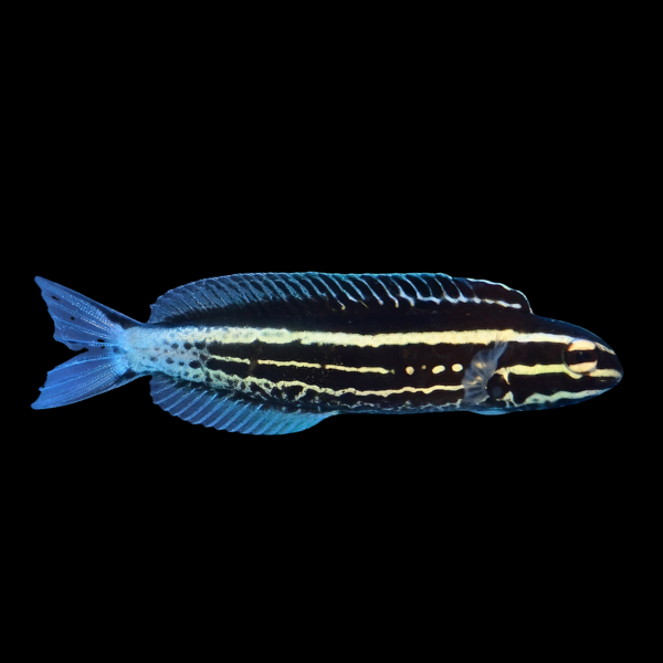 Kamohara Fang Blenny Meiacanthus Kamoharai - Real Aquatics