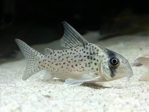 Kanes Corydoras Kanei 3cm Catfish - Real Aquatics