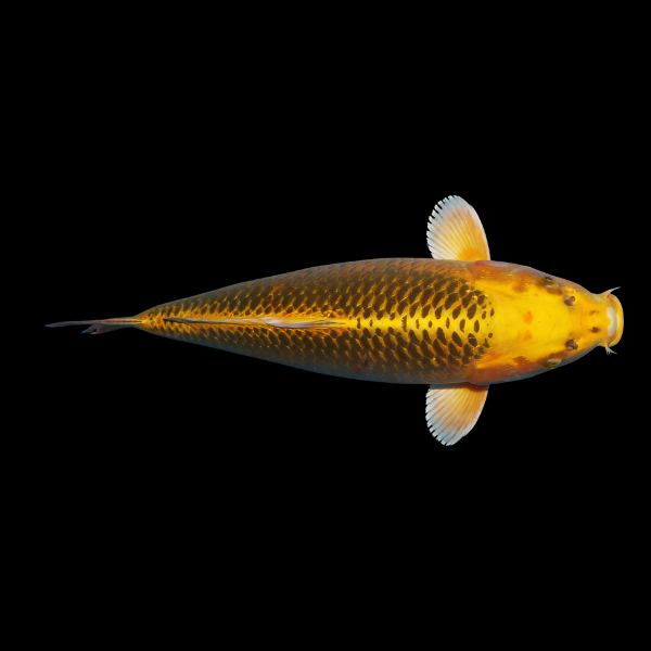 Kawarimono Japanese Koi Carp Cyprinus Carpio - Real Aquatics