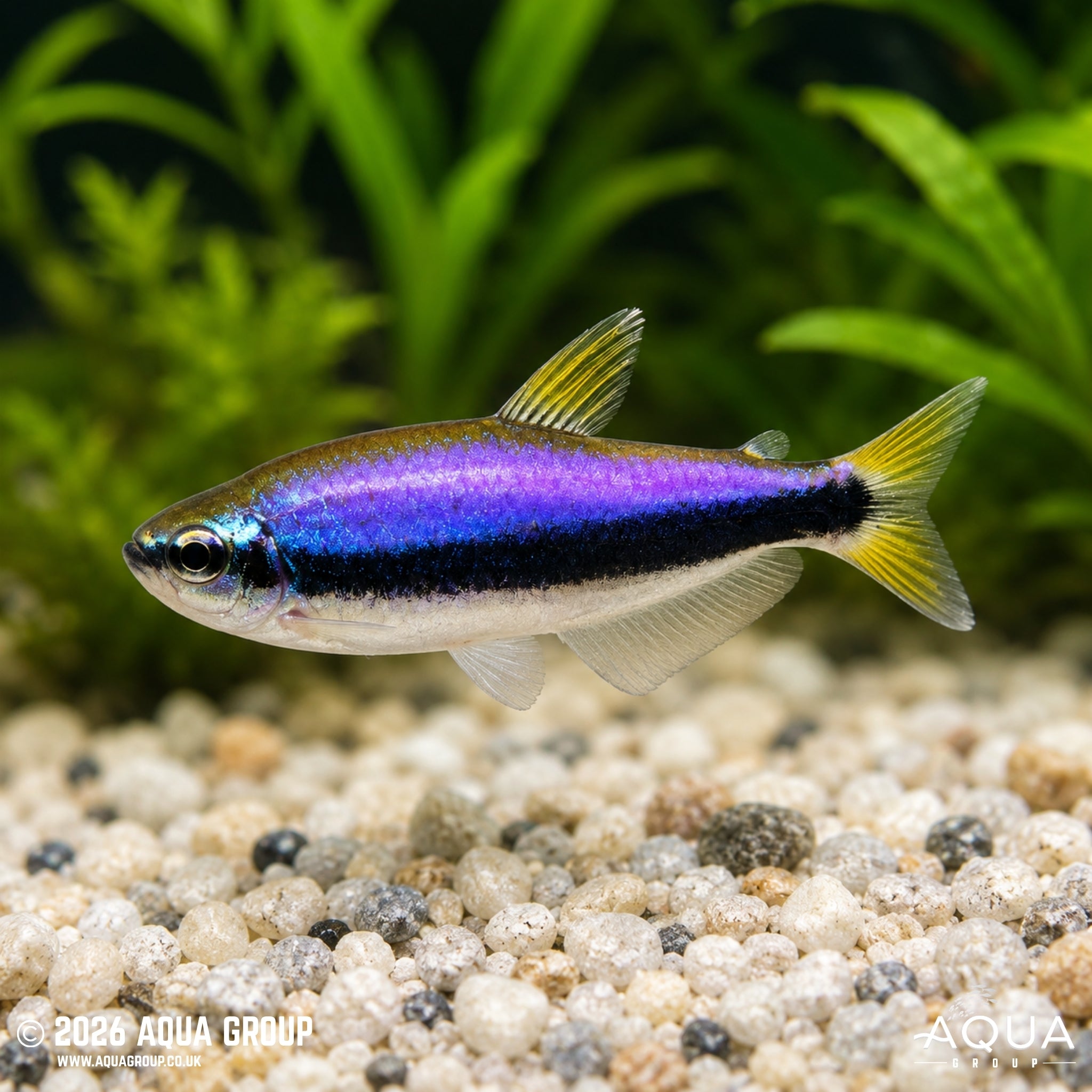 Kerri Tetra (Inpaichthys kerri)
