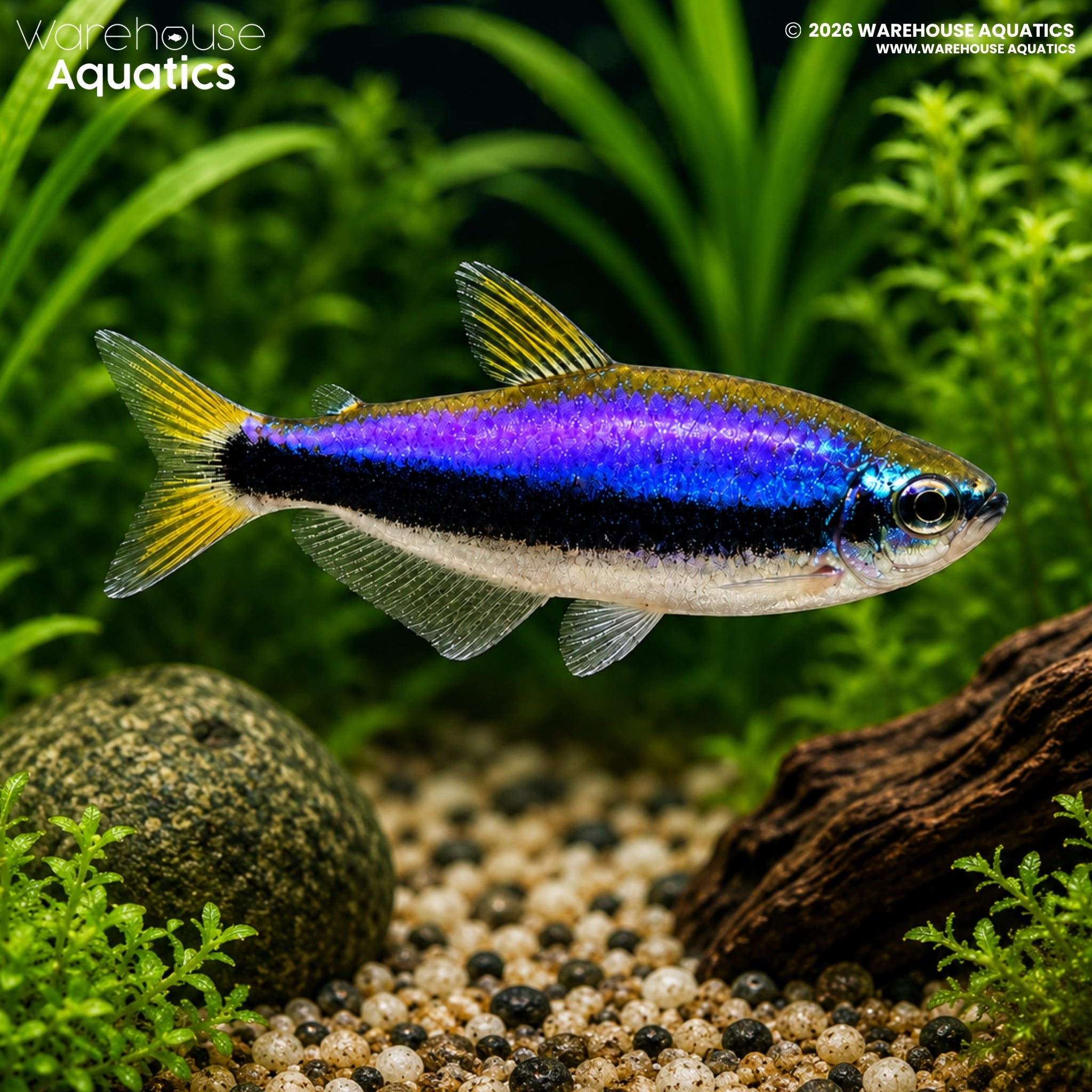 Kerri Tetra (Inpaichthys kerri)