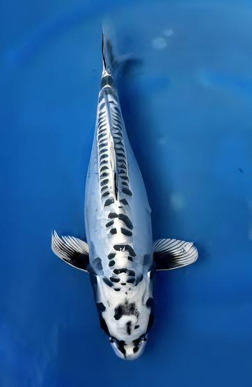 Kikokuryu Grade A Koi Carp Cyprinus Carpio - Real Aquatics