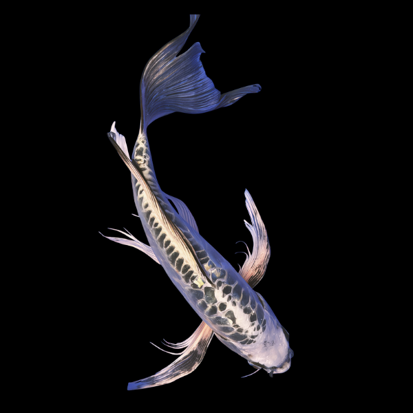 Kikokuryu Butterfly Japanese Koi Carp Cyprinus Carpio - Real Aquatics