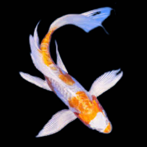 Kikusui Butterfly Grade A Koi Carp Cyprinus Carpio - Real Aquatics