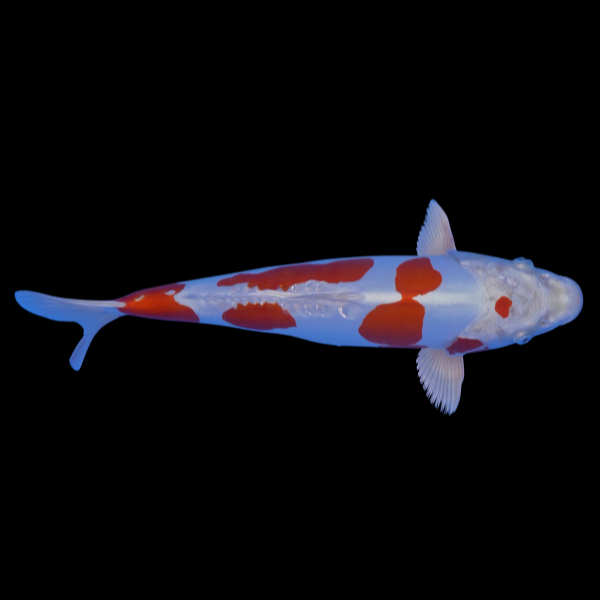 Kikusui Grade A Koi Carp Cyprinus Carpio - Real Aquatics
