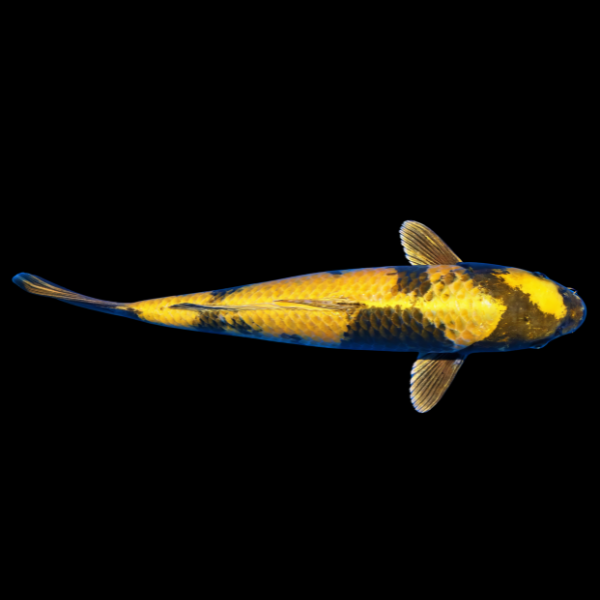 Kin Ki Utsuri Japanese Koi Carp Cyprinus Carpio - Real Aquatics