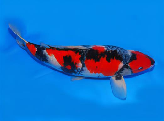 Kin Showa Grade A Koi Carp Cyprinus Carpio - Real Aquatics