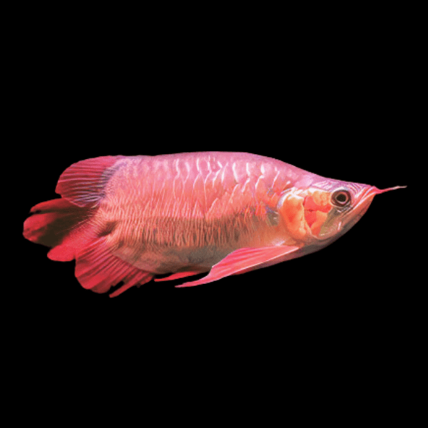 King Chilli Red Short Bodied Arowana Scleropages Formosus 20cm - Real Aquatics