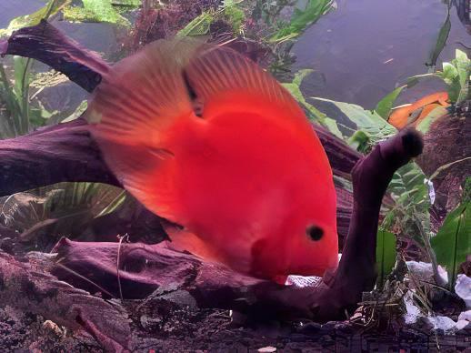 King Kong Red Parrot Fish Hybrid Amphilophus citrinellus Vieja melanurus 5cm