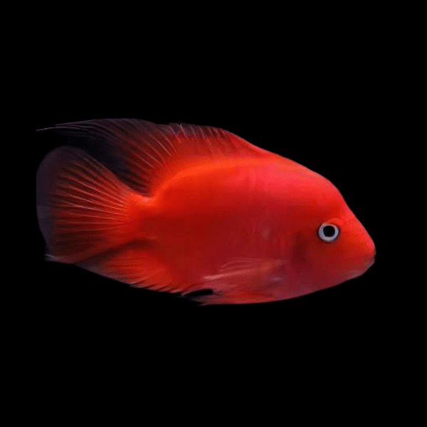 King Kong Red Parrot Fish Hybrid Amphilophus citrinellus Vieja melanurus 10cm
