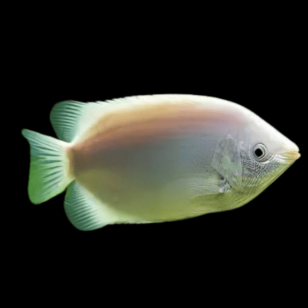 Kissing Gourami Helostoma Temminckii 5cm - Real Aquatics