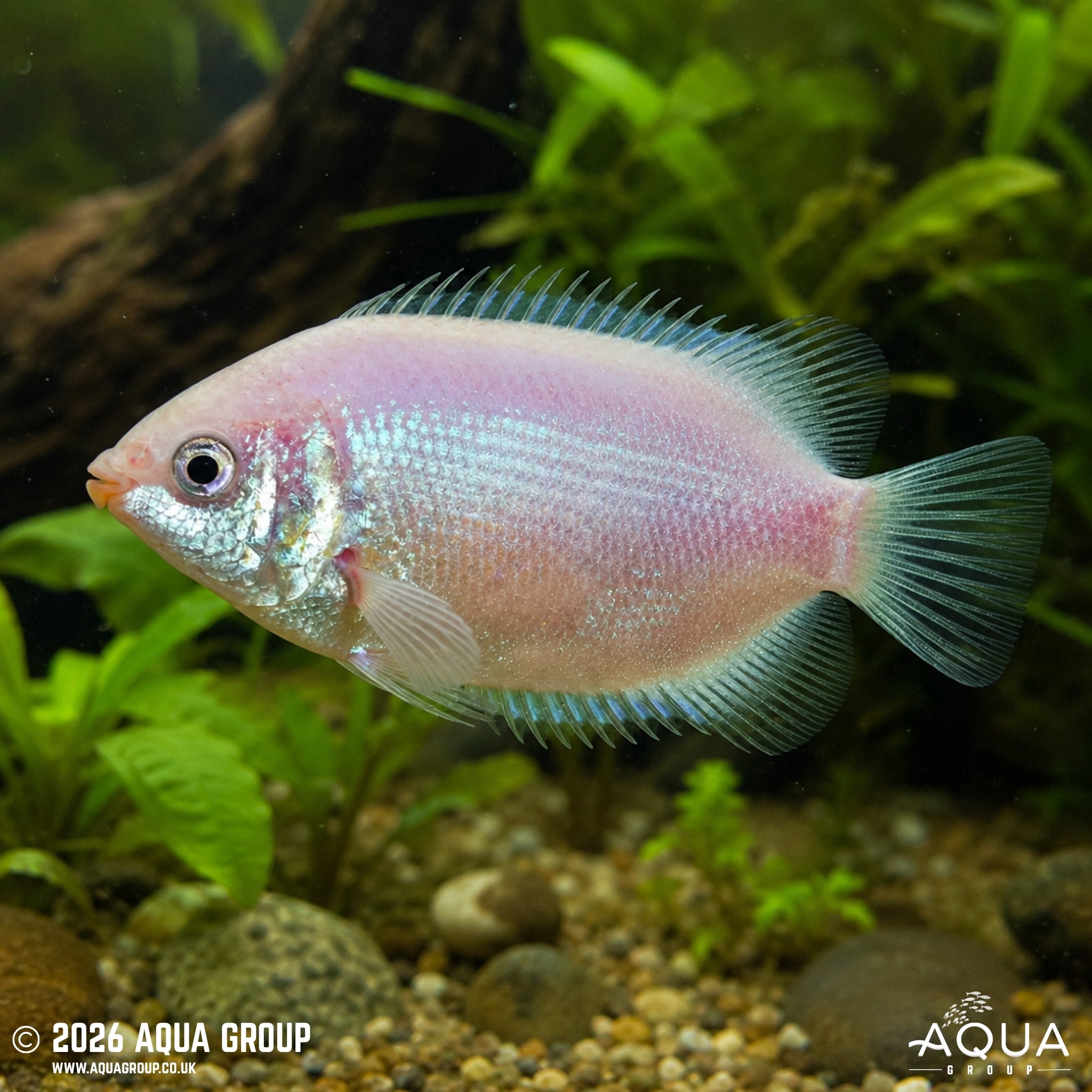 Kissing Gourami (Helostoma temminckii)