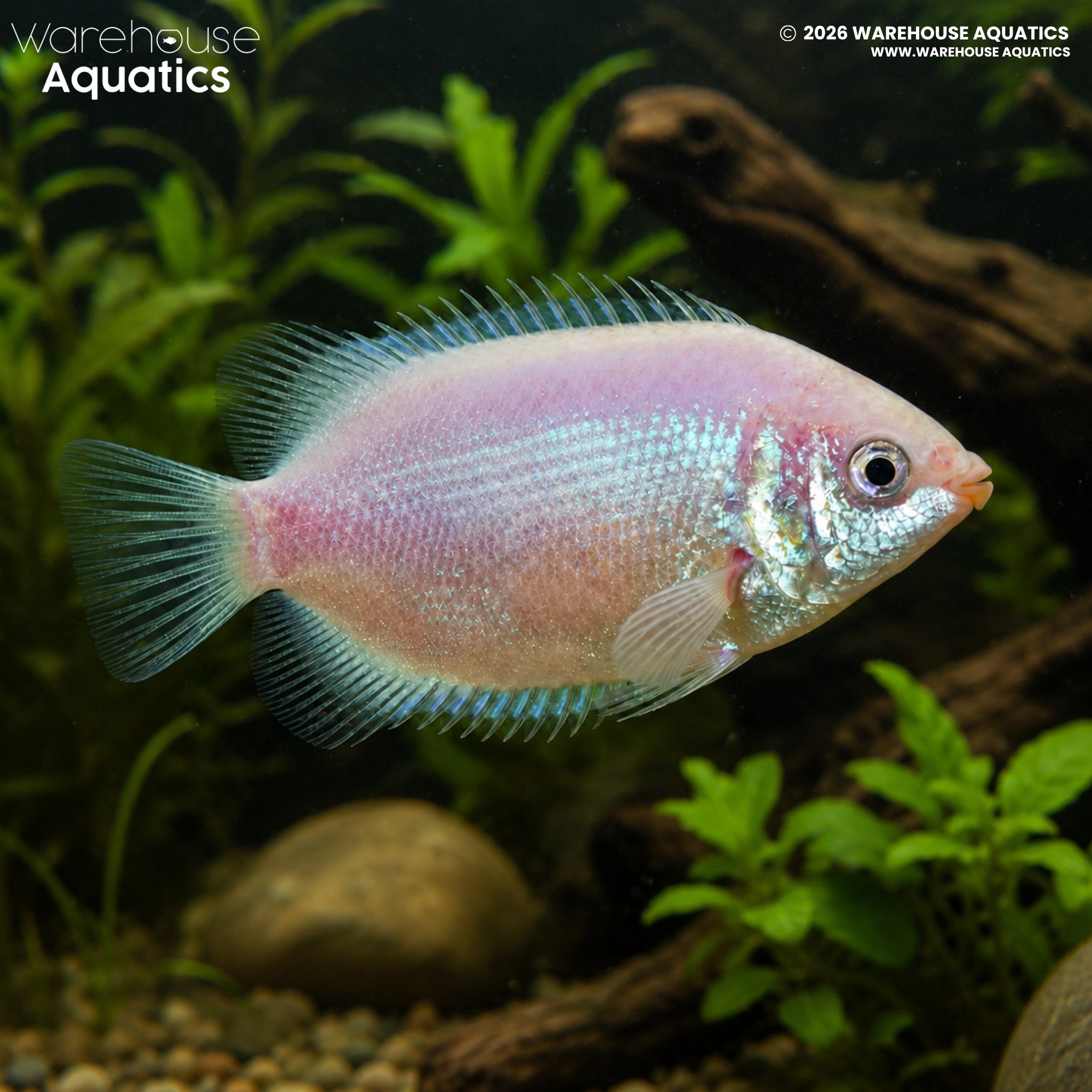 Kissing Gourami (Helostoma temminckii)