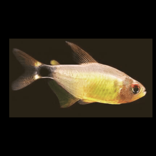 Kitty Tetra Hyphessobrycon Heliacus 2cm - Real Aquatics