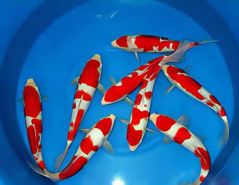 Kohaku Japanese Koi Carp Cyprinus Carpio - Real Aquatics